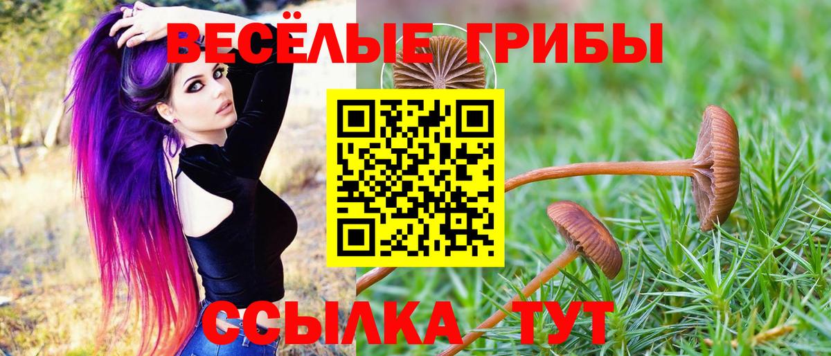 Галлюциногенные грибы Psilocybine cubensis Тверь